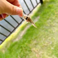 マハゼ