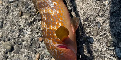 キジハタの釣果写真