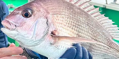 マダイ