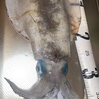 アオリイカ