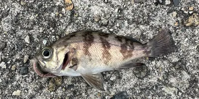 メバルの釣果写真