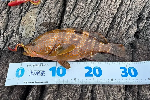 キジハタ