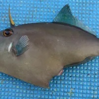 カワハギ