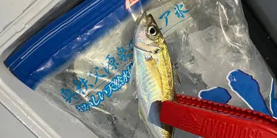 マアジ