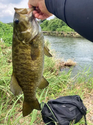スモールマウスバス