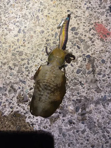 アオリイカ