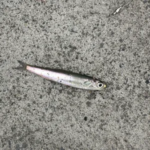 イワシ