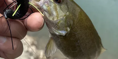スモールマウスバス