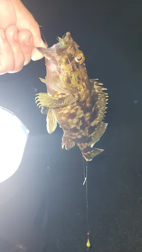 カサゴ