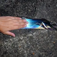タチウオ