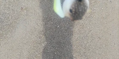 クサフグ