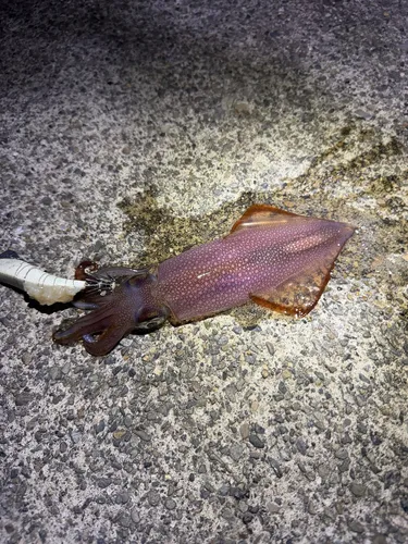 ケンサキイカ