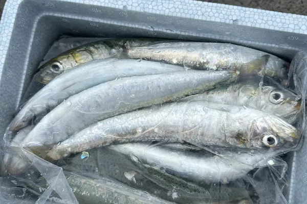 イワシ