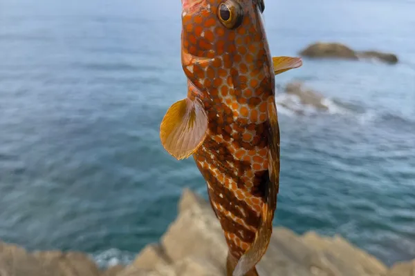 キジハタ