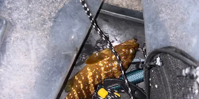 キジハタ