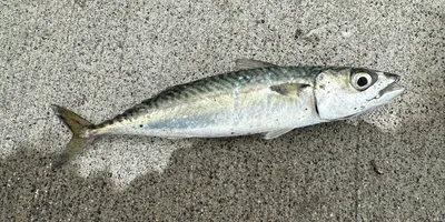 マサバの釣果写真