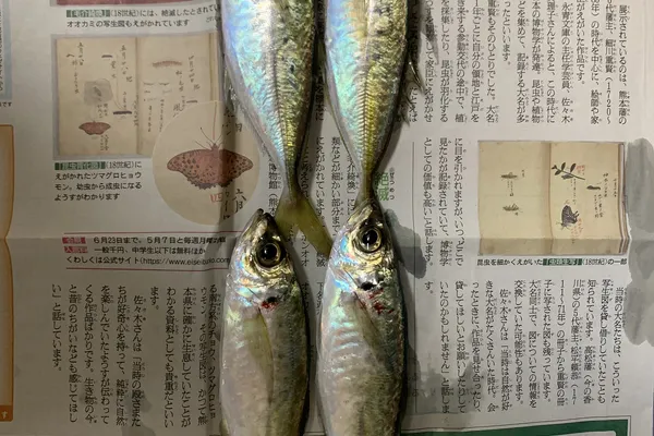 マアジ