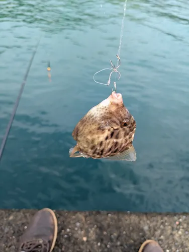 カワハギ