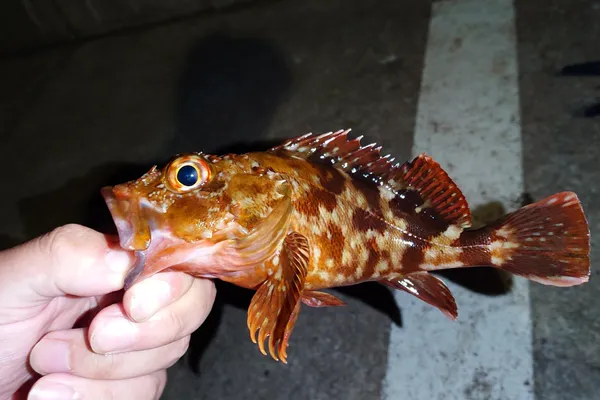 カサゴ