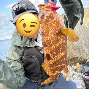 キジハタ