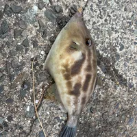 カワハギ