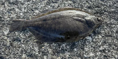マコガレイの釣果写真