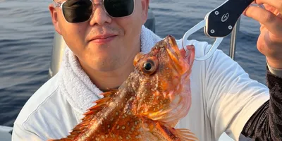 ウッカリカサゴの釣果写真