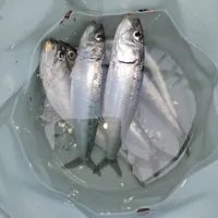 イワシ