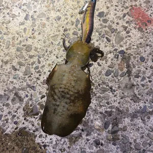 アオリイカ