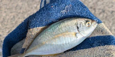 シマアジの釣果写真
