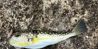 コモンフグの釣果写真