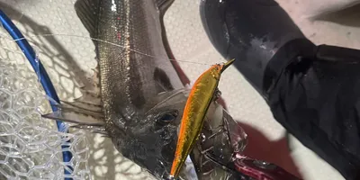 スズキ