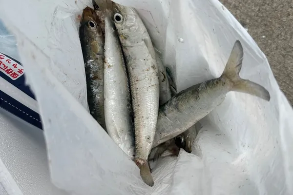 イワシ