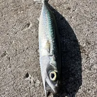マサバ