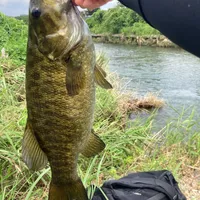 スモールマウスバス