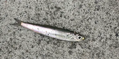 イワシの釣果写真