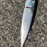 マサバ