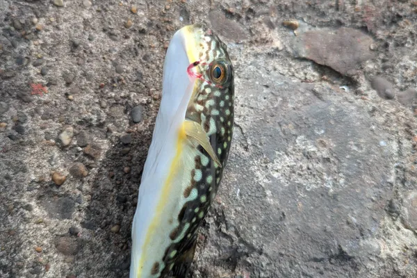 クサフグ