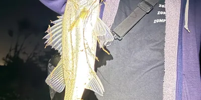 スズキの釣果写真