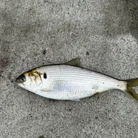 コノシロ