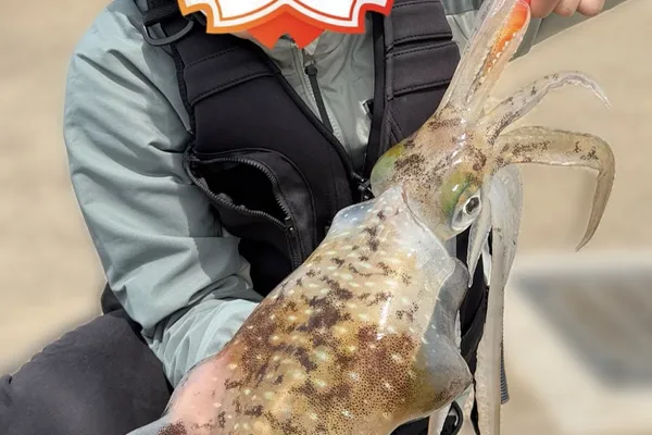 アオリイカ