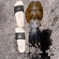 アオリイカ