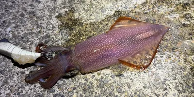 ケンサキイカの釣果写真