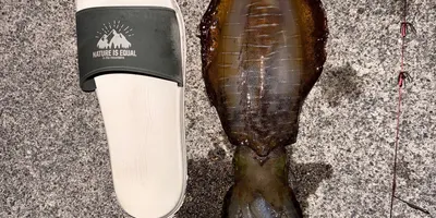 アオリイカの釣果写真