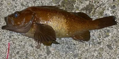 メバルの釣果写真