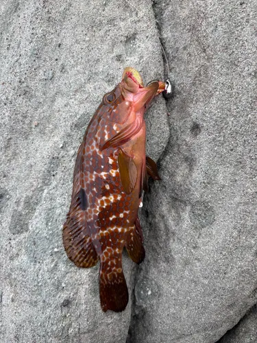 キジハタ