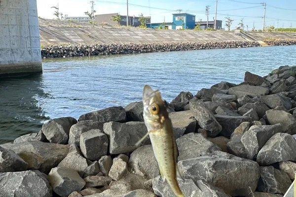 マハゼ