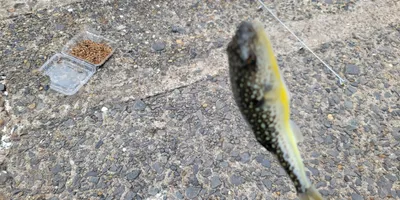 クサフグ
