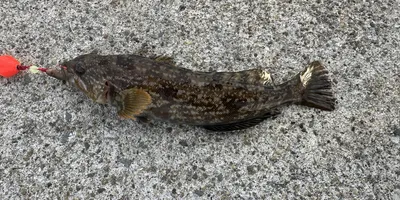 アイナメの釣果写真