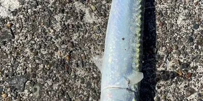 マサバの釣果写真